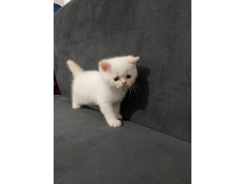 Maviş gözlü british shorthair kızlarım