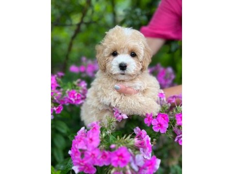 Maltipoo cinsi yavrular ev üretimi