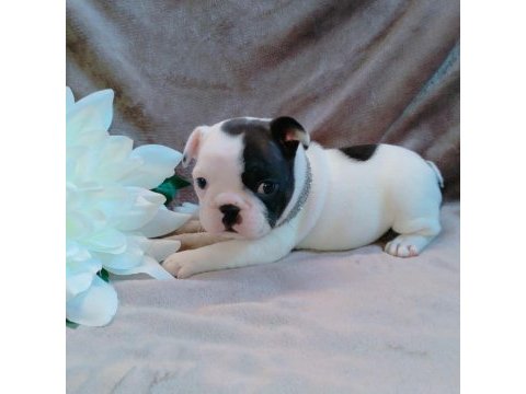 French bulldog yavruları