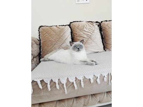 Prenses british shorthair kızlarımız