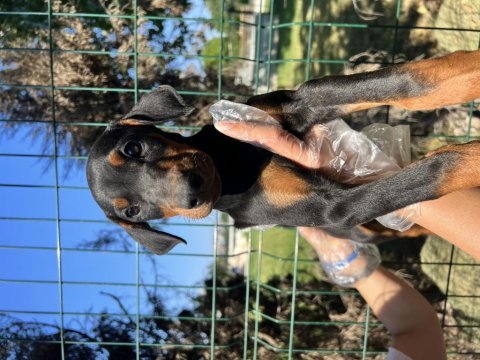 Üst kalite doberman yavrular