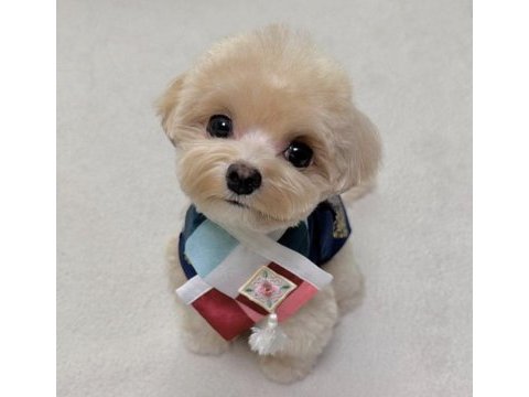 Kaliteli maltipoo yavrularımız