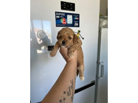 F3 maltipoo yavrular