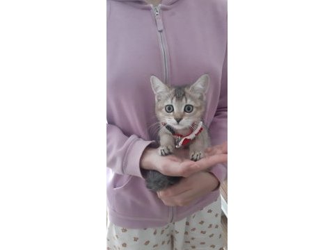Black golden british shorthair yavrumuz