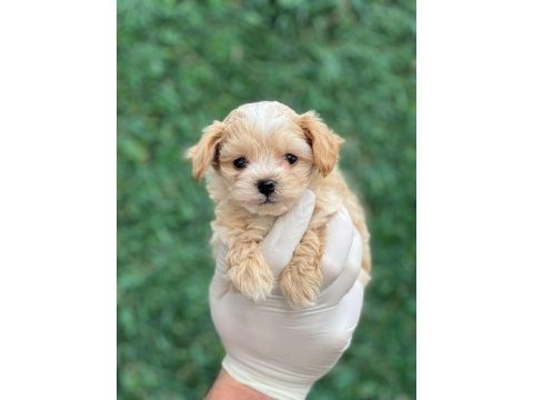 Muhtesem guzellikte mini maltipoo bebeklerimiz