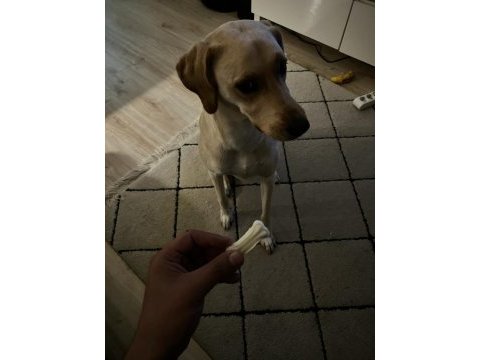 4 yaşında dişi labrador köpeği
