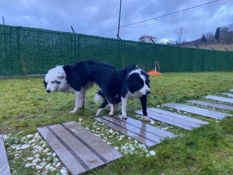 Border collie yavru