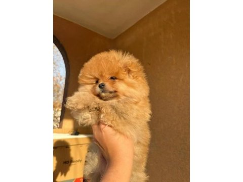 A kalite pomeranian bebeğimiz