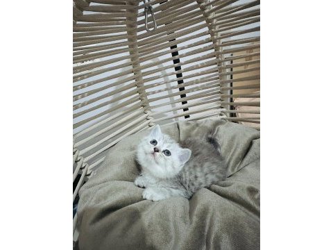 British longhair ve scottish shorthair bebeklerimiz