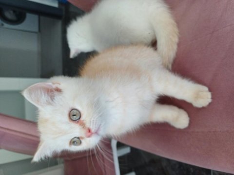 Bir adet 2 buçuk aylık exotic shorthair dişi