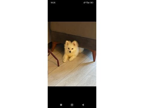 Pomeranian köpeğimizi ücretli veriyoruz