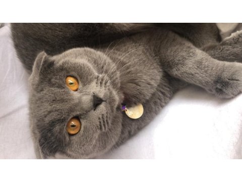 Badem scottish fold oğlumuza dişi arıyoruz
