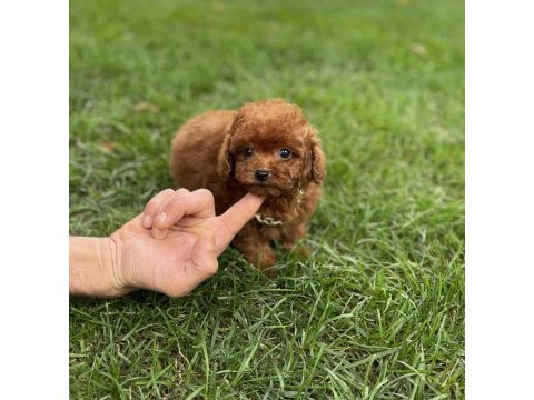 17 cm garantili teddy surat kore erkek yavru