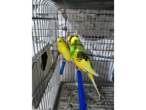 Yumurtalı muhabbet kuşu çifti