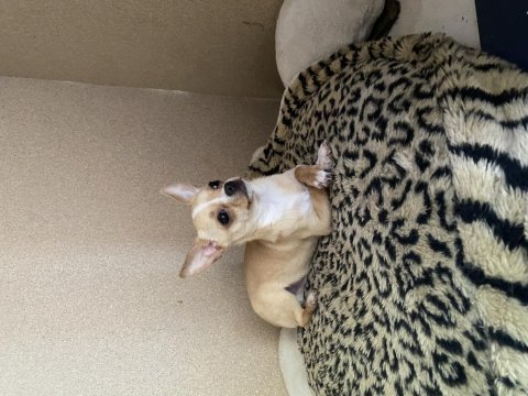 Özel renk şivava chihuahua