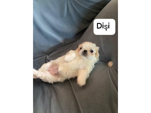 İmperial pekinez 3 dişi 2 erkek