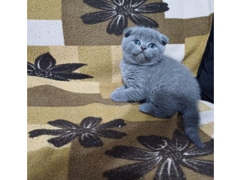Scottish fold minnoşum