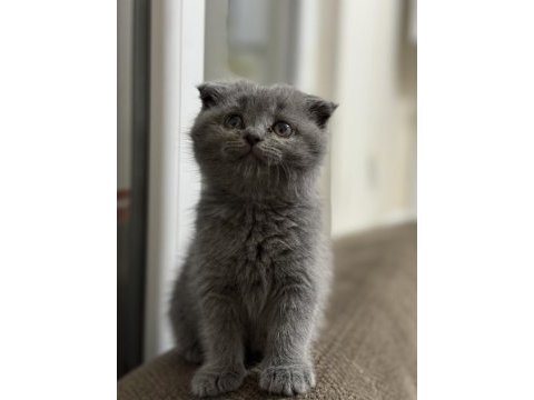 British shorthair 3 aylık