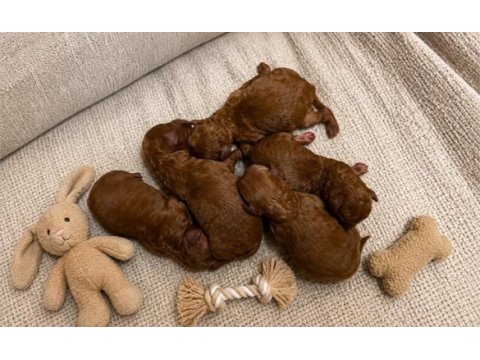 İzmide orjinal ev üretimi haftaya teslim köpekler