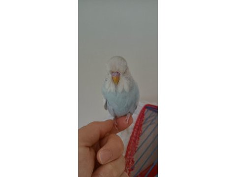 Mırıldanmaya baslayan jumbo yavru kuşum