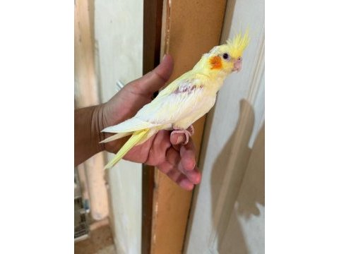 40 günlük lutino bebek sultan papağanı