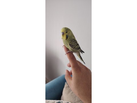 Yavru dişi erkek mevcut muhabbet kuşu