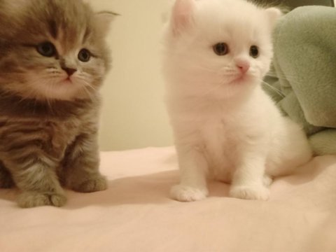 Minik british longhair pamuklar