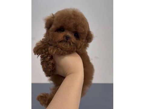 Kore poodle yavrular