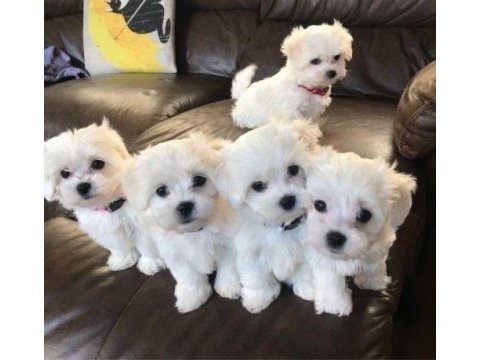 Son kalan dişi yavru köpeğimiz