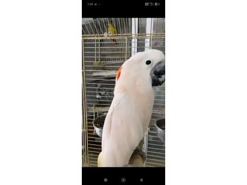 Nadir bulunan renk molucan kakadu