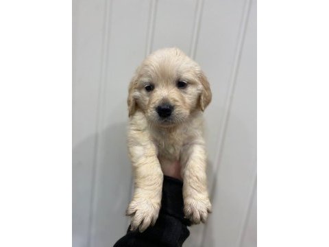 Golden retriever yavruları