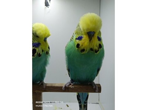 Show jumbo muhabbet kuşlar