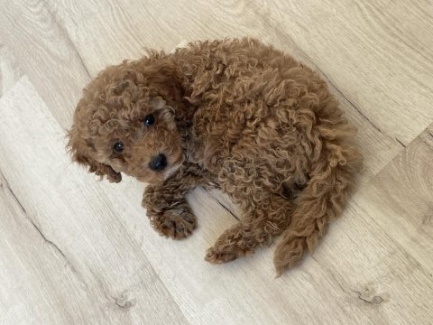 2 buçuk aylık dişi poodle