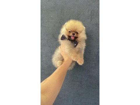 3 aylık minik pomeranian yavrumuz