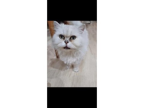Dişi ve erkek british longhair