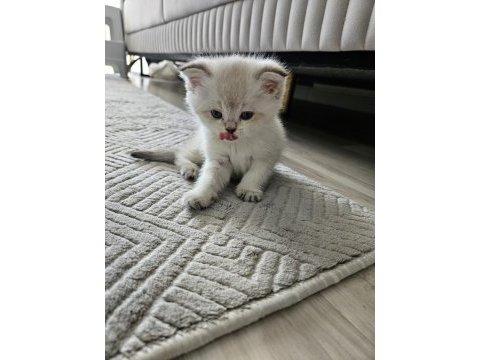Scottish fold blue point bihter 3 haftalik