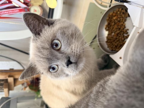 Ücretsiz british shorthair kedimiz