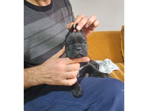 Show kalitede cane corso yavrular fcı/kıf a şecere