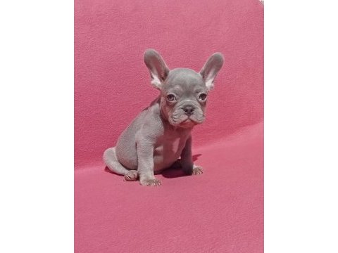 Ankara french bulldog