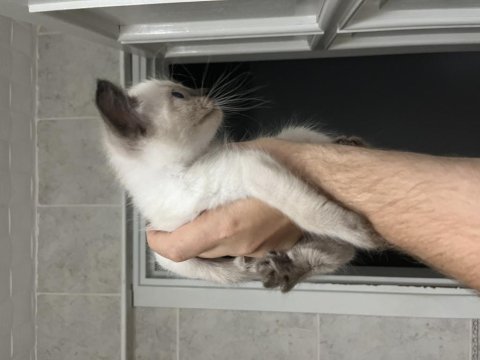 2 aylık tuvalet eğitimli safkan siyam yavruları