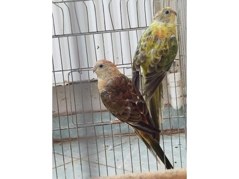 Şarkıcı praketler 2 adet cinsiyet bilgimiz yok tur