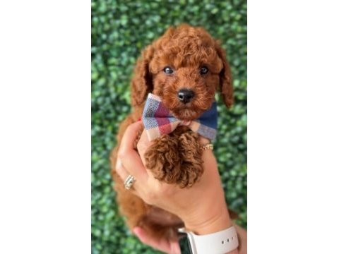 Toy poodle yavrularımız