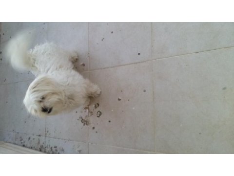 Ücretsiz köpeğimiz