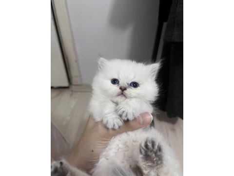 British longhair erkek (açıklamayı okuyunuz)