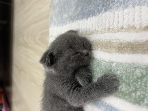 Scottish fold 3 aylık yavru kedimiz