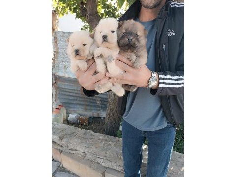 A kalite chow chow yavrularımız çin aslanı