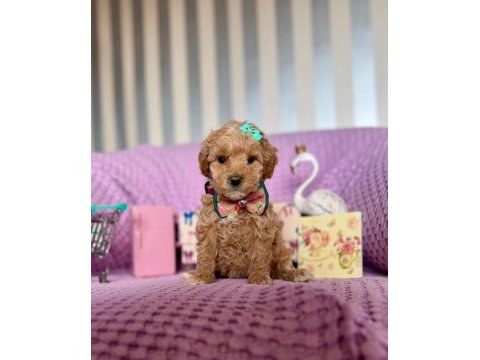 Kore anne babadan dizayn maltipoo