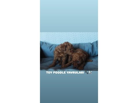 Red brown toy poodle yavruları