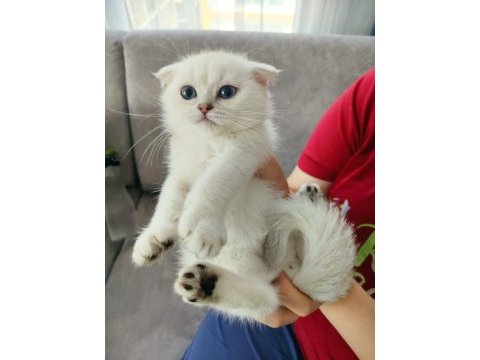 Safkan scottish fold erkek yavru