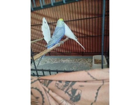 Güzel muhabbet kuşlar